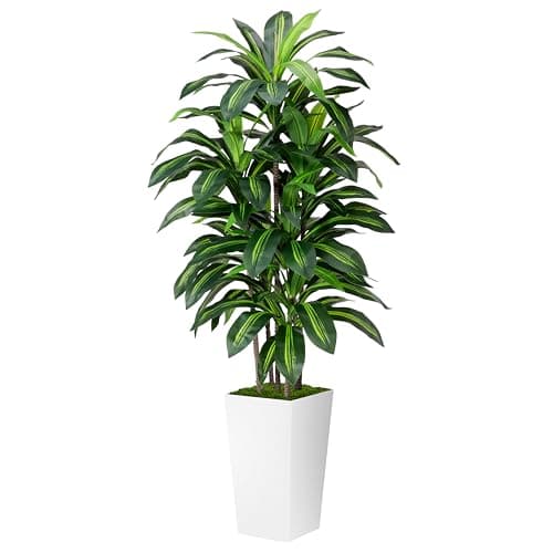 ASTIDY Dracaena Plant Indoor