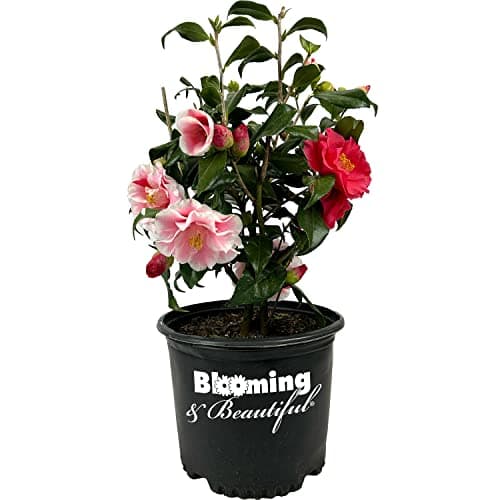 Blooming & Beautiful - Lady Vansittart Camellia