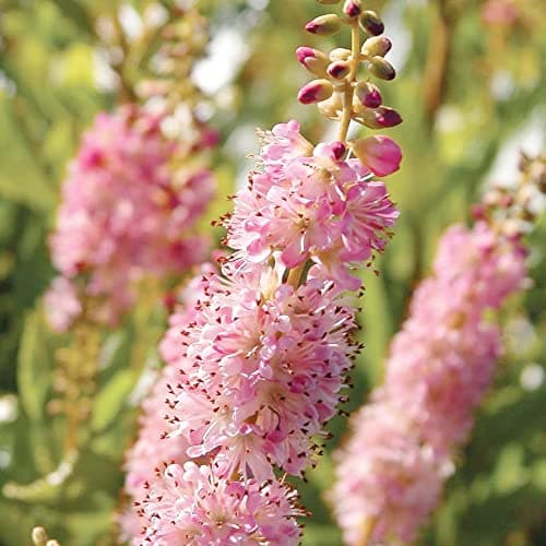 Clethra Alnifolia Seeds by YEGAOL