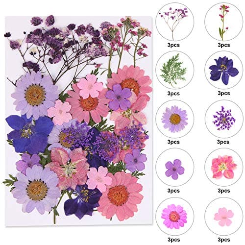 Augshy Dried Pressed Flowers