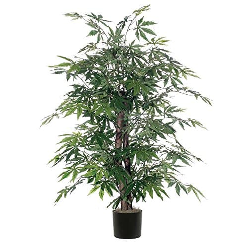 Vickerman Japanese Maple Bush