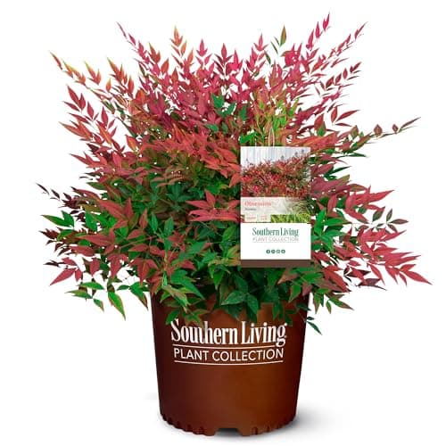 Southern Living Nandina Shrub