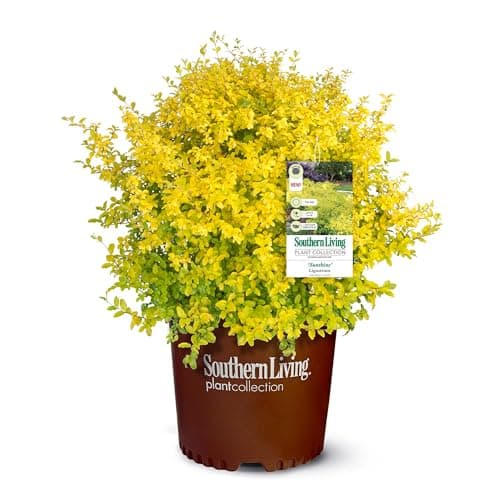 Southern Living Sunshine Ligustrum