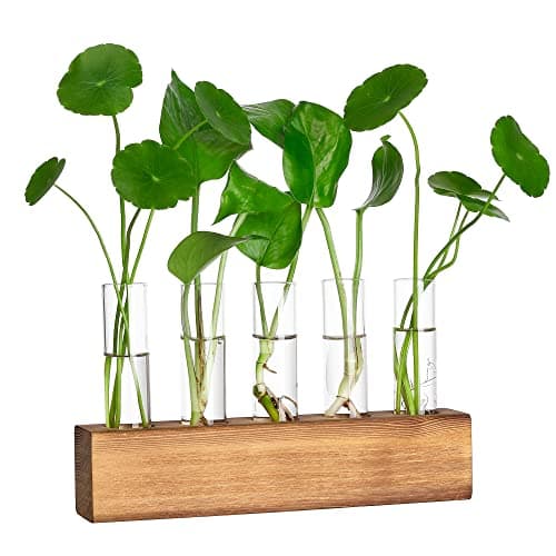 Review: The Best Planter Terrariums
